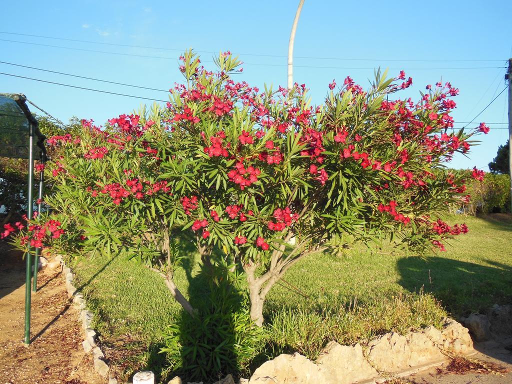 Jardins Da Balaia Hotel Albufeira Buitenkant foto